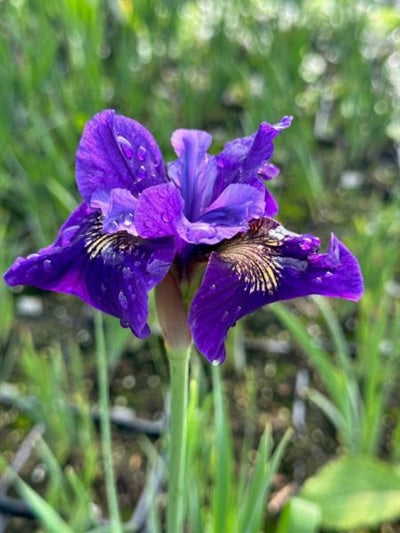Iris sibirica Ruffled Velvet Sibirian Iris 2 Image Credit: Millgrove Perennials