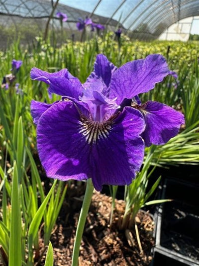 Iris sibirica Ruffled Velvet Sibirian Iris Image Credit: Millgrove Perennials