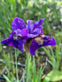 Iris sibirica Ruffled Velvet Sibirian Iris 2 Image Credit: Millgrove Perennials