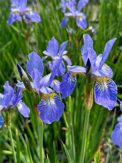 Iris sibirica Silver Edge Sibirian Iris Image Credit: Millgrove Perennials