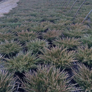 Juniperus horizontalis Plumosa Compacta Andorra Juniper Fall Image Credit: NVK Nurseries