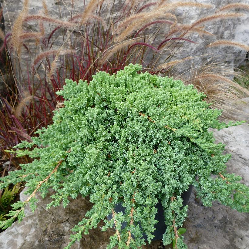Juniperus procumbens 'Nana' Dwarf Japanese Garden Juniper Image Credit: NVK Nurseries