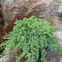 Juniperus procumbens 'Nana' Dwarf Japanese Garden Juniper Image Credit: NVK Nurseries