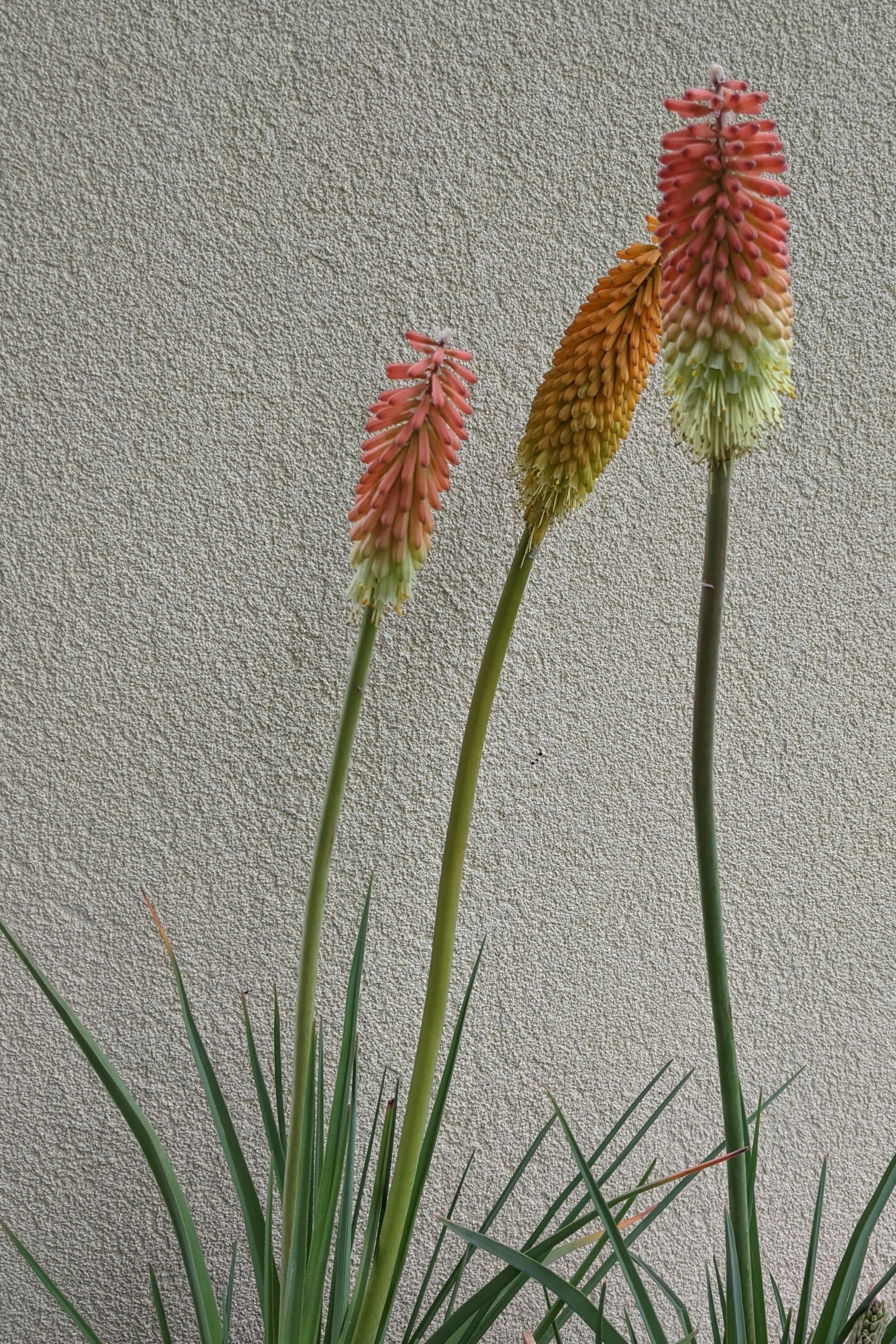 KNiphofia Fire Dance Image Credit: Chaz Morenz 2021-06-03 12.48.16