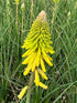 Kniphofia Glowstick Red Hot Poker Image Credit: Millgrove Perennials