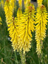 Kniphofia Glowstick Red Hot Poker 2 Image Credit: Millgrove Perennials