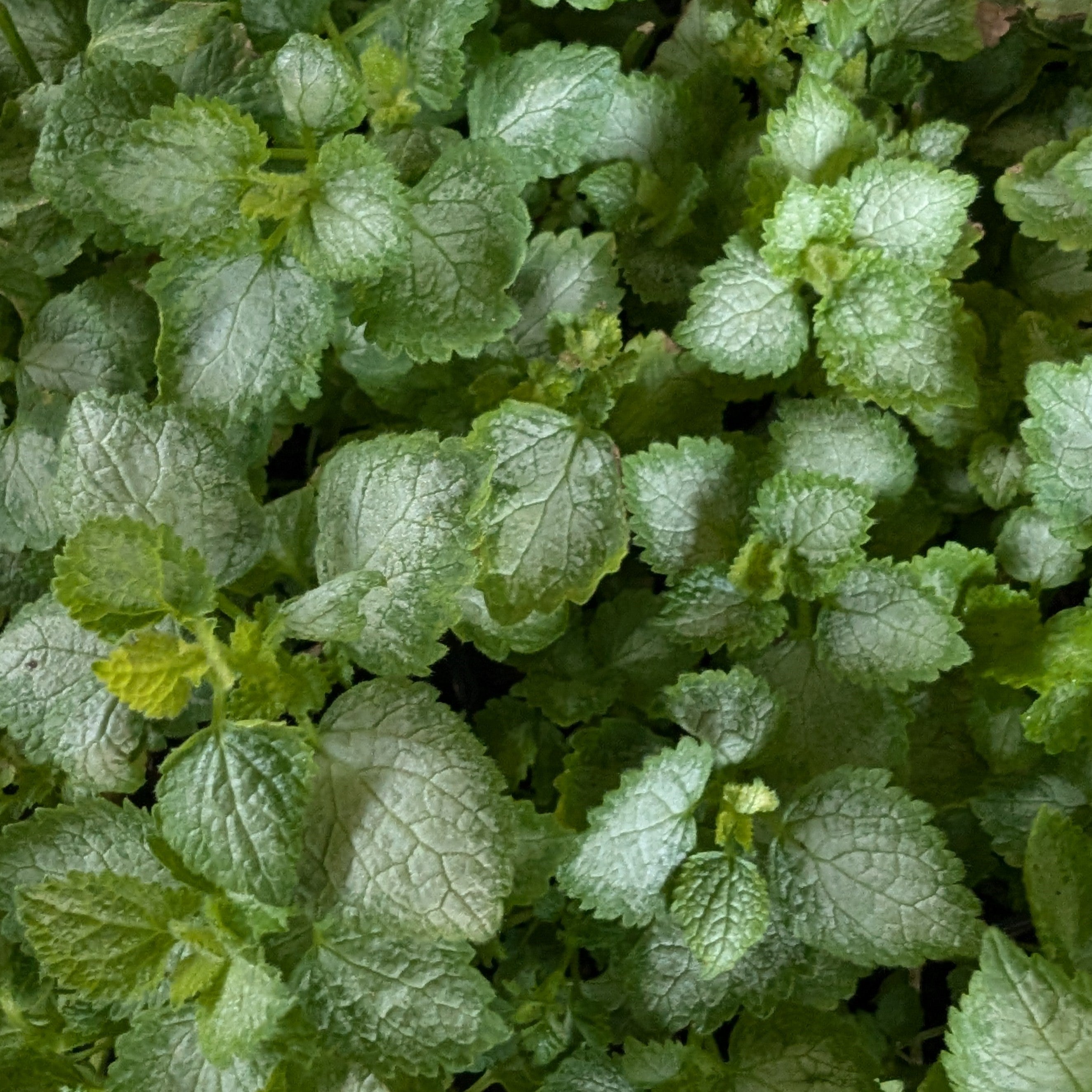 Lamium maculatum Pink Pewter Dead Nettle Image Credit: Chaz Morenz 20240911