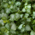Lamium maculatum Pink Pewter Dead Nettle Image Credit: Chaz Morenz 20240911
