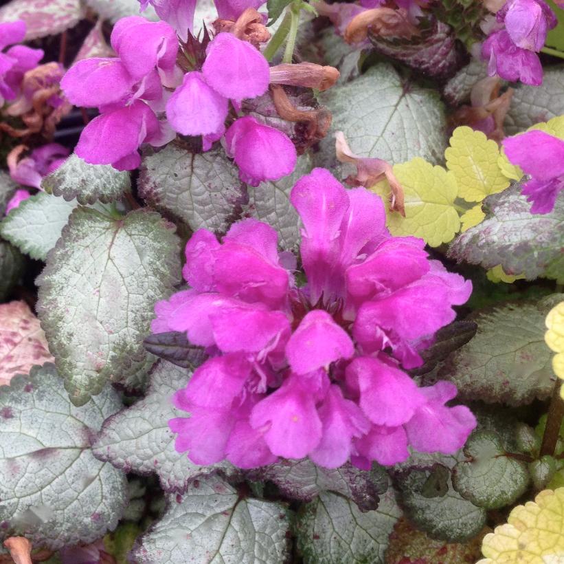 Lamium maculatum Beacon Silver Spotted Deadnettle Image Credit: NVK Nurseries