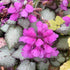 Lamium maculatum Beacon Silver Spotted Deadnettle Image Credit: NVK Nurseries