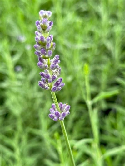 Lavandula Hidcote Blue Lavender Image Credit: Millgrove Perennials