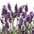 Lavandula angustifolia Ellagance Purple Lavender image credit: Ball Horticulture
