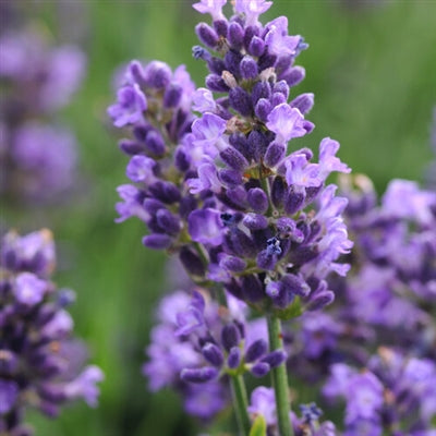 Lavandula angustifolia SuperBlue Lavender image credit: Walters Gardens