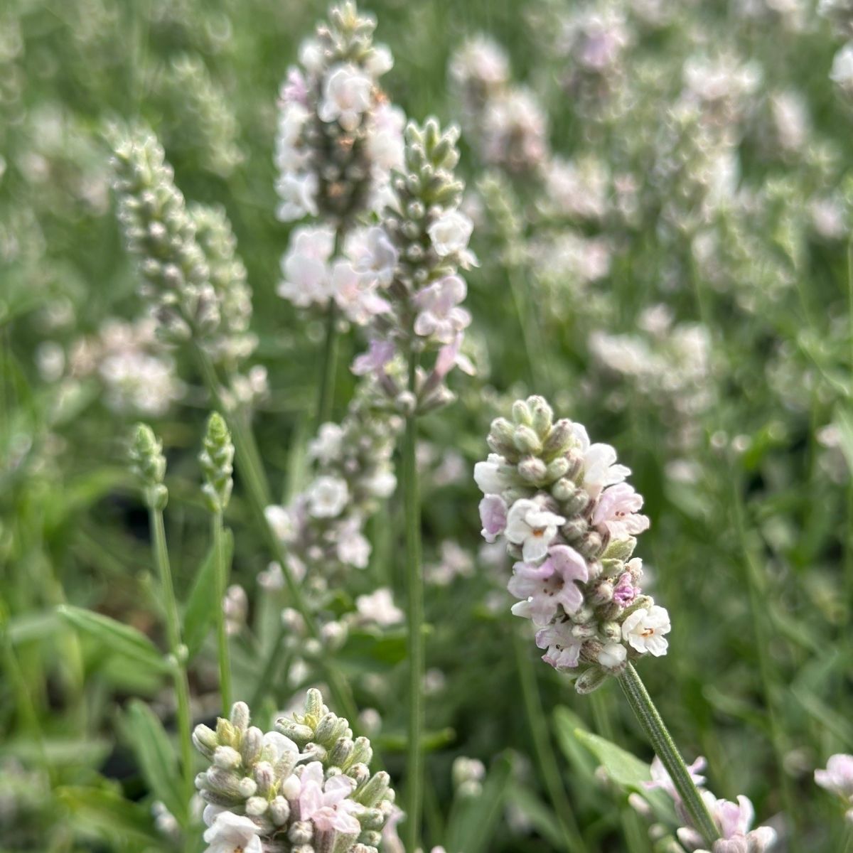 Lavandula angustifolia Ellagance Pink Lavender Image Credit: Millgrove Perennials