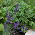 Lavandula angustifolia Hidcote Superior Lavender Image Credit: Chaz Morenz 20240822