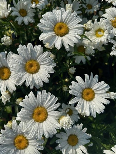 Leucanthemum  Daisy May PW Shasta Daisy 3 Image Credit: Millgrove Perennials