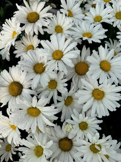 Leucanthemum  Daisy May PW Shasta Daisy Image Credit: Millgrove Perennials