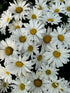 Leucanthemum  Daisy May PW Shasta Daisy Image Credit: Millgrove Perennials