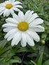 Leucanthemum  Daisy May PW Shasta Daisy  2 Image Credit: Millgrove Perennials