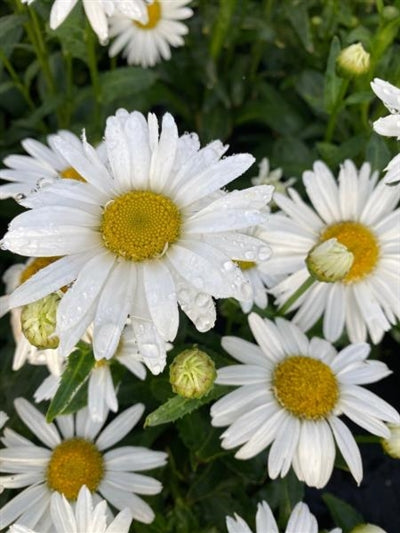 Leucanthemum  Sweet Daisy Birdy Shasta Daisy Image Credit: Millgrove Perennials