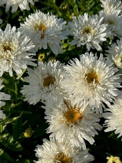 Leucanthemum  Sweet Daisy Rebecca Shasta Daisy Image Credit: Millgrove Perennials