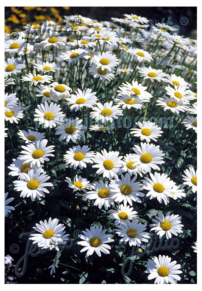 Leucanthemum Brightside Shasta Daisy image credit: Jelitto Seed