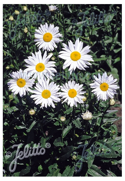 Leucanthemum Starburst Shasta Daisy image credit: Jelitto Seed