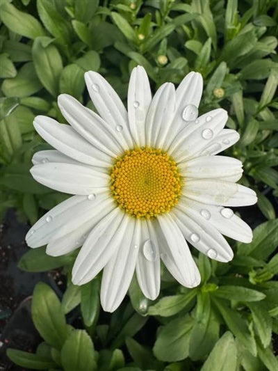 Leucanthemum  Becky Shasta Daisy Image Credit: Millgrove Perennials