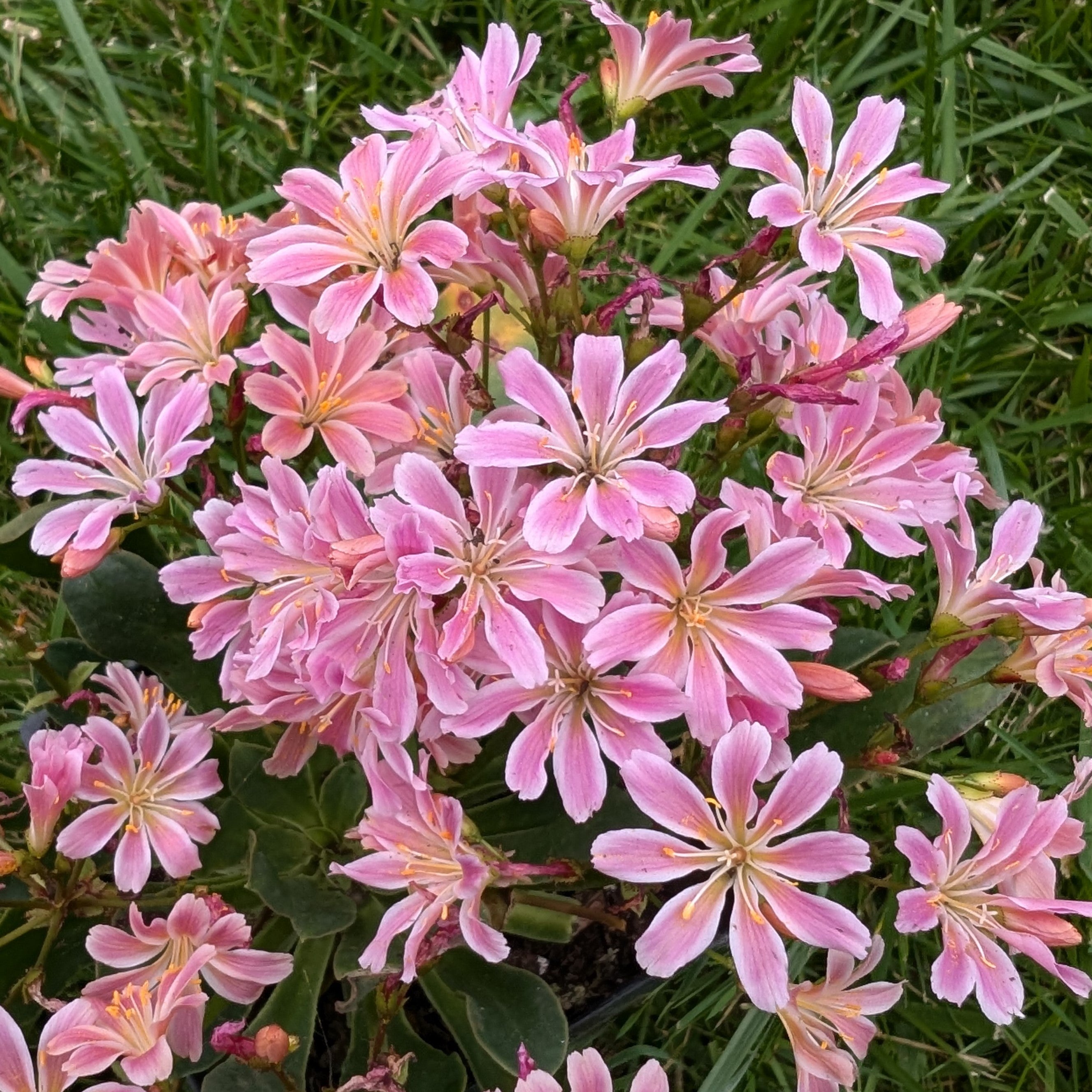 Lewisia cotyledon Rainbow Bitter Root Image Credit: Chaz Morenz 20240625