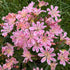 Lewisia cotyledon Rainbow Bitter Root Image Credit: Chaz Morenz 20240625