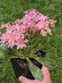 Lewisia cotyledon Rainbow Bitter Root Plant Image Credit: Chaz Morenz 20240625