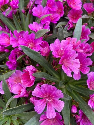 Lewisia Little Raspberry Lewisia Little Raspberry Bitter Root – PlantsInTheCity
