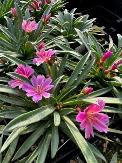 Lewisia Little Raspberry Lewisia Little Raspberry Bitter Root – PlantsInTheCity