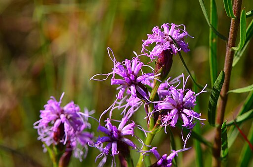 Liatris cylindracea Blazing Star image credit: wackybadger, CC BY-SA 2.0 <https://creativecommons.org/licenses/by-sa/2.0>, via Wikimedia Commons