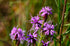 Liatris cylindracea Blazing Star image credit: wackybadger, CC BY-SA 2.0 <https://creativecommons.org/licenses/by-sa/2.0>, via Wikimedia Commons