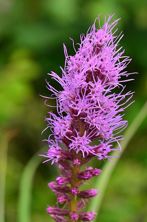 Liatris pycnostachya Blazing Star image credit: wackybadger, CC BY-SA 2.0 <https://creativecommons.org/licenses/by-sa/2.0>, via Wikimedia Commons