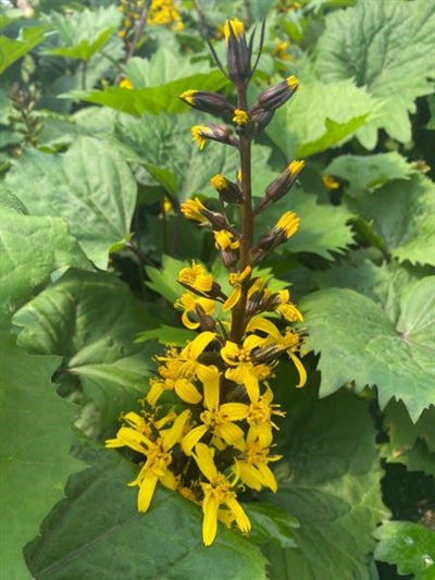 Ligularia Little Rocket Bigleaf Ligularia 2 Image Credit: Millgrove Perennials