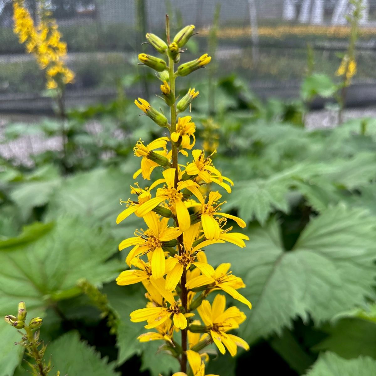 Ligularia stenocephala The Rocket Bigleaf Ligularia Image Credit: Millgrove Perennials