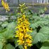 Ligularia stenocephala The Rocket Bigleaf Ligularia Image Credit: Millgrove Perennials
