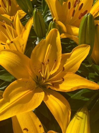 Lilium Asciatic Golden Matrix Asciatic Lily image credit: Millgrove Perennials