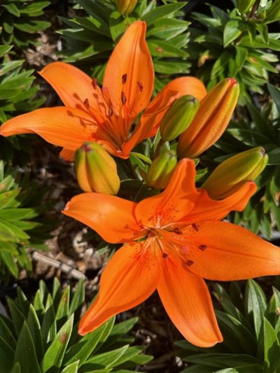 Lilium Asciatic Orange Matrix Asciatic Lily image credit: Millgrove Perennials