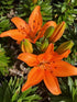 Lilium Asciatic Orange Matrix Asciatic Lily image credit: Millgrove Perennials