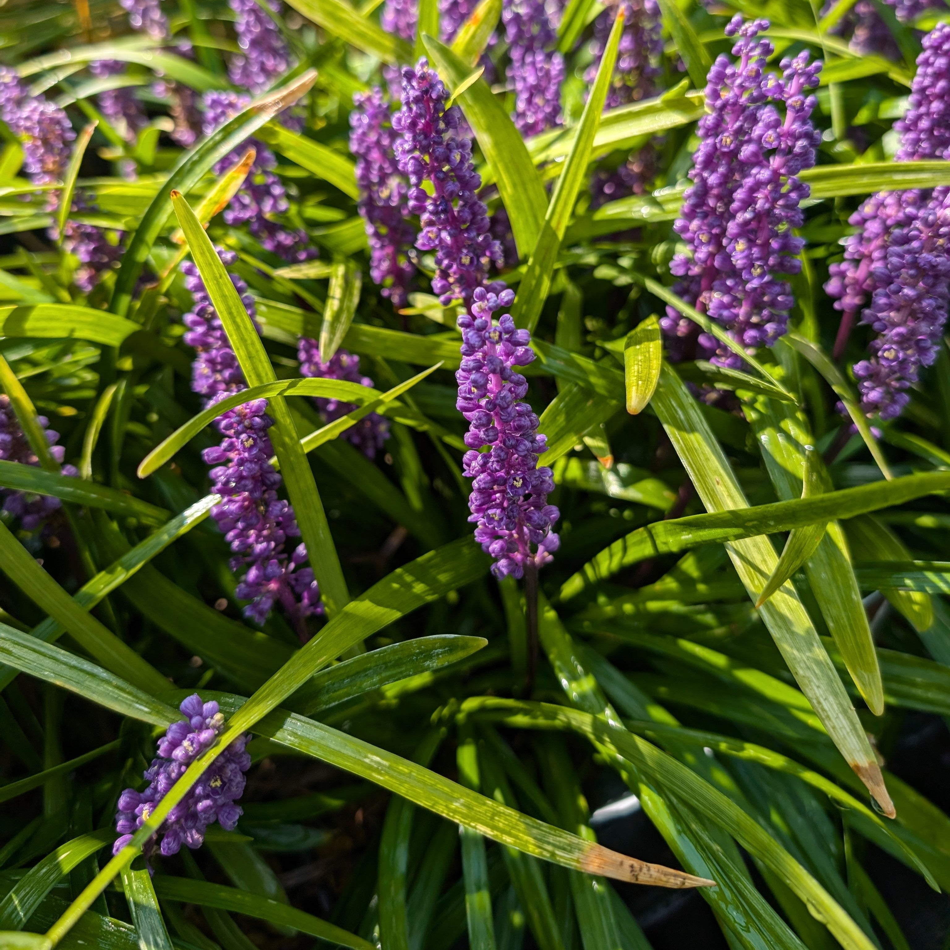 Liriope muscari Royal purple Lily Turf Image Credit: Chaz Morenz 20240904