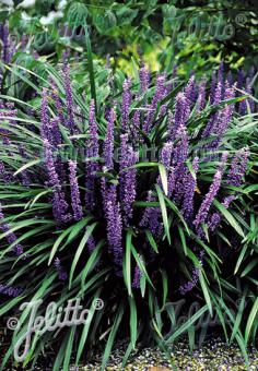 Liriope muscari Big Blue Lily Turf Image Credit: Jelitto Seed