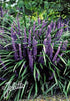 Liriope muscari Big Blue Lily Turf Image Credit: Jelitto Seed