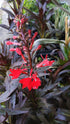 Lobelia cardinalis Queen Victoria Cardinal Flower Image Credit: Chaz Morenz 20240522