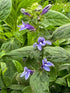 Lobelia siphilitica Great Blue Lobelia Image Credit: Millgrove Perennials