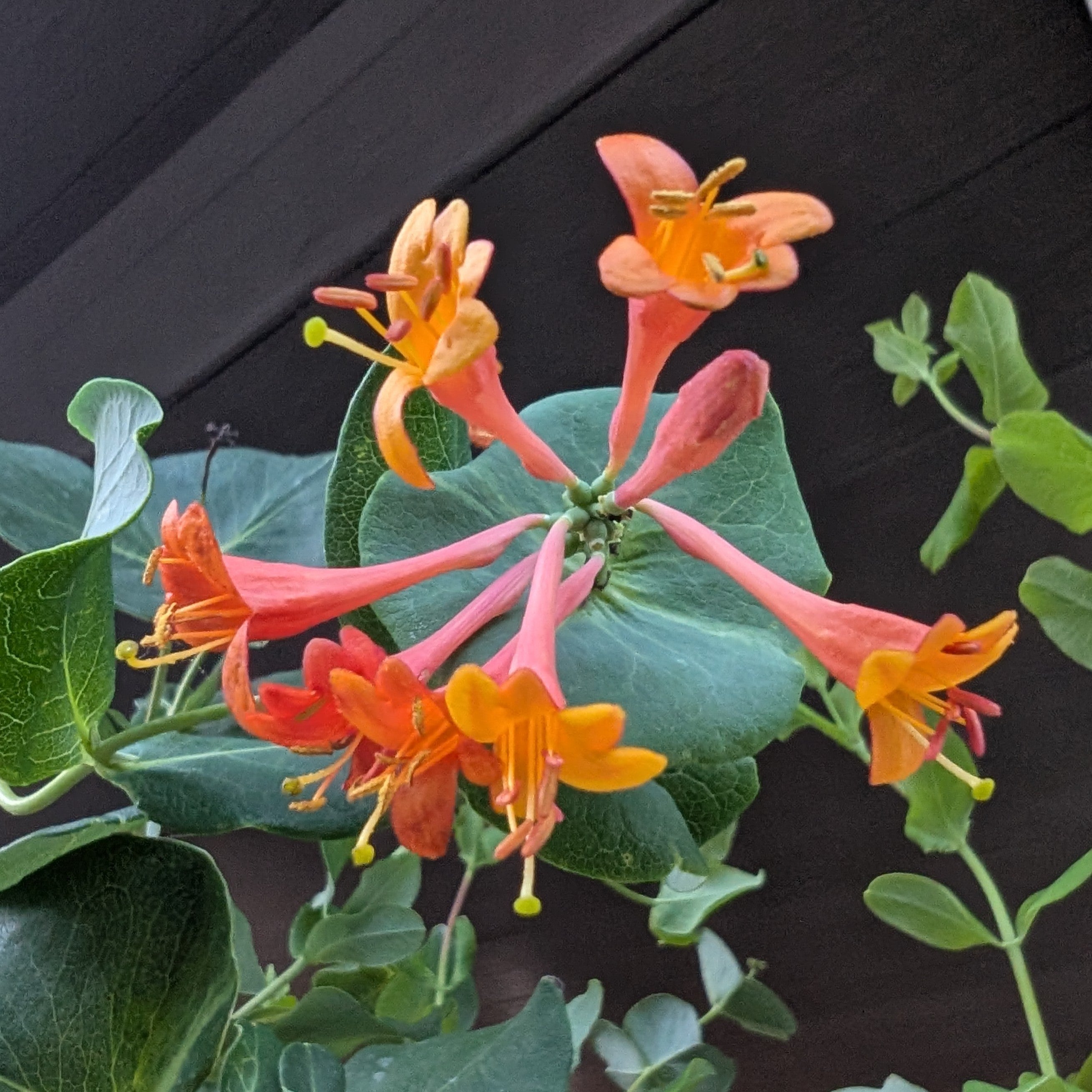 Lonicera sempervirens Magnifica Trumpet Honeysuckle Image Credit: Chaz Morenz 20260706