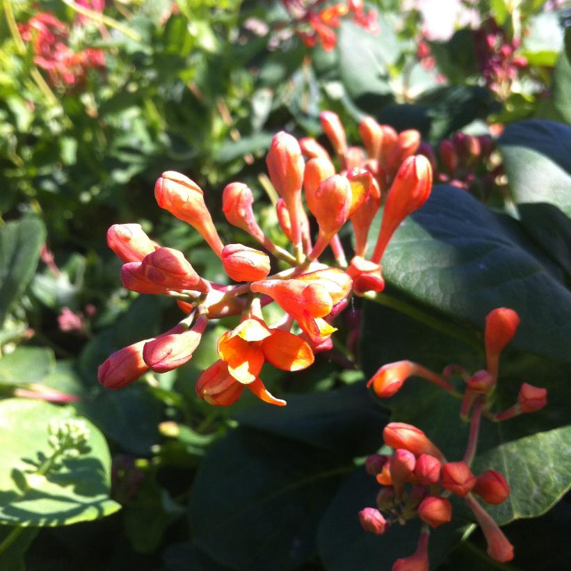 Lonicera sempervirens Magnifica Trumpet Honeysuckle Image Credit: NVK Nurseries