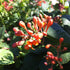 Lonicera sempervirens Magnifica Trumpet Honeysuckle Image Credit: NVK Nurseries